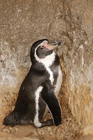 dierentuin emmen_0758